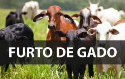 N. Laranjeiras: Ladrões furtam 16 bezerros de propriedade rural