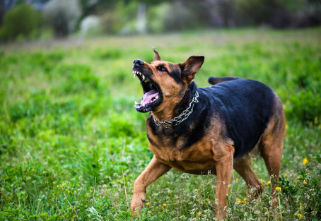 LS: Mais uma pessoa foi atacada por cachorro e sofreu múltiplas lesões 