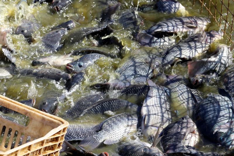 Feira do Peixe Vivo fortalece a piscicultura em Laranjeiras do Sul