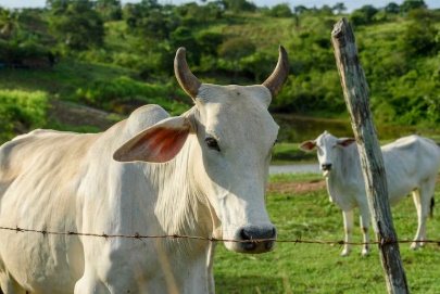 N. Laranjeiras: Ladrões furtam gado da raça holandesa em propriedade rural