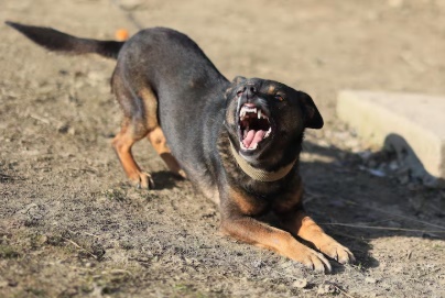LS: Homem fica ferido após ser atacado por cão em via pública
