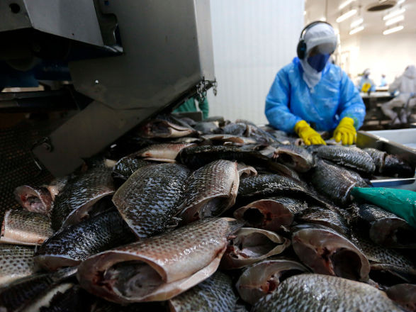 Inclusão da tilápia em lista de espécies invasoras gera forte reação do Sistema Ocepar e da bancada federal