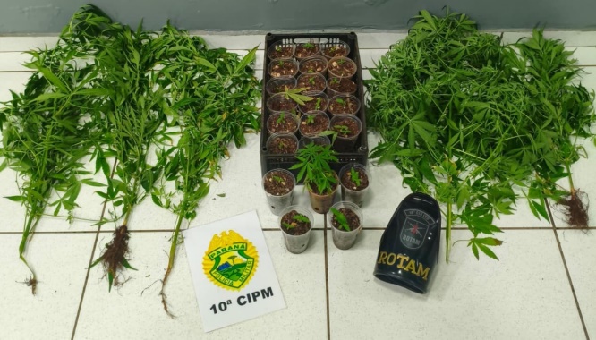 Virmond: PM encontra plantação de maconha e prende o responsável pelo local