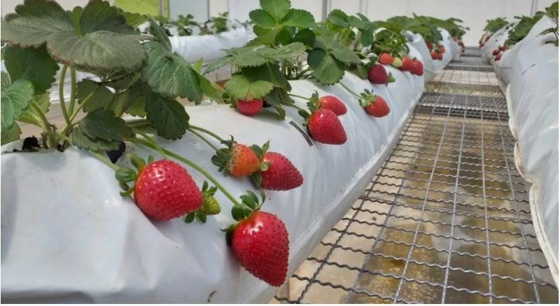Desafio do Morango da Cantuquiriguaçu abre inscrições gratuitas para produtores da região