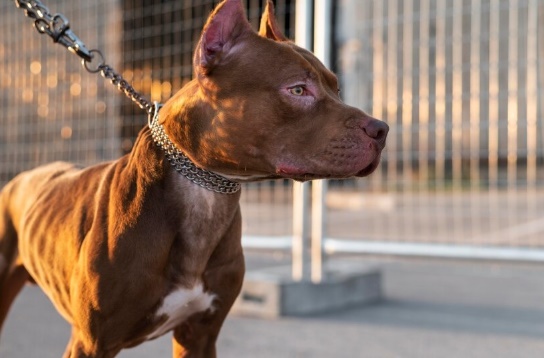 LS: Homem em surto psicótico incita cão a atacar transeunte em via publica