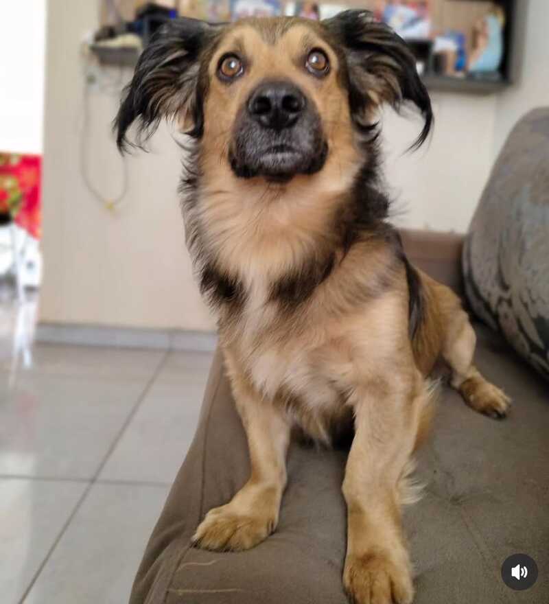 ADEPA promove feira de adoção de animais neste sábado em Laranjeiras do Sul